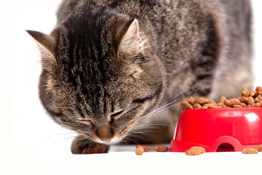 Ar žinojote, kad sausas kačių maistas gali reguliuoti bendrąjį katės kūno svorį, ypač, jeigu jos yra linkusios itin lengvai jo priaugti?