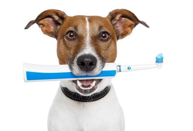 Kačių ir šunų dantų problemos: ką pataria veterinarai?